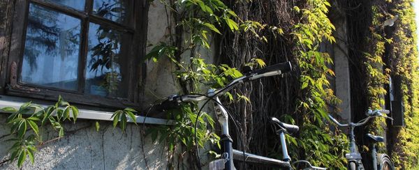 Pnące rośliny do ogrodu — sposób na efektowną aranżację