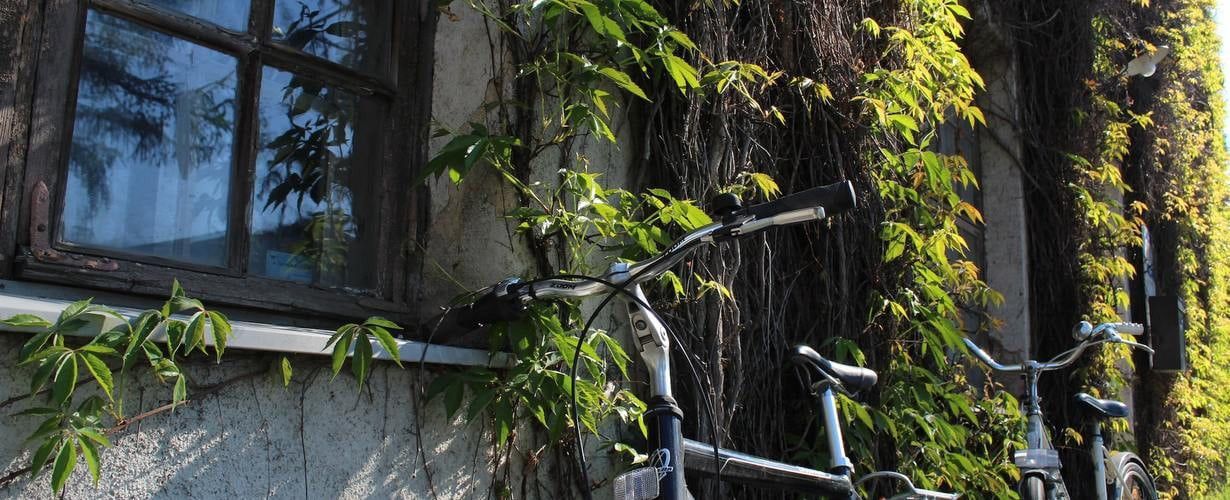 Pnące rośliny do ogrodu — sposób na efektowną aranżację