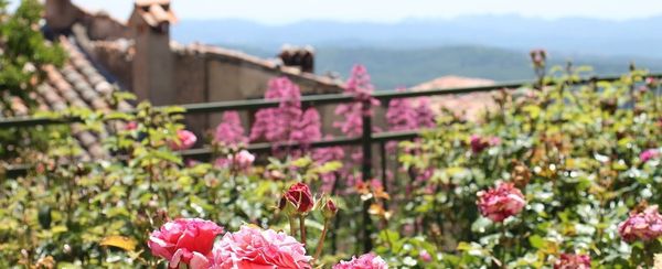 Jak stworzyć miejską dżunglę na balkonie?