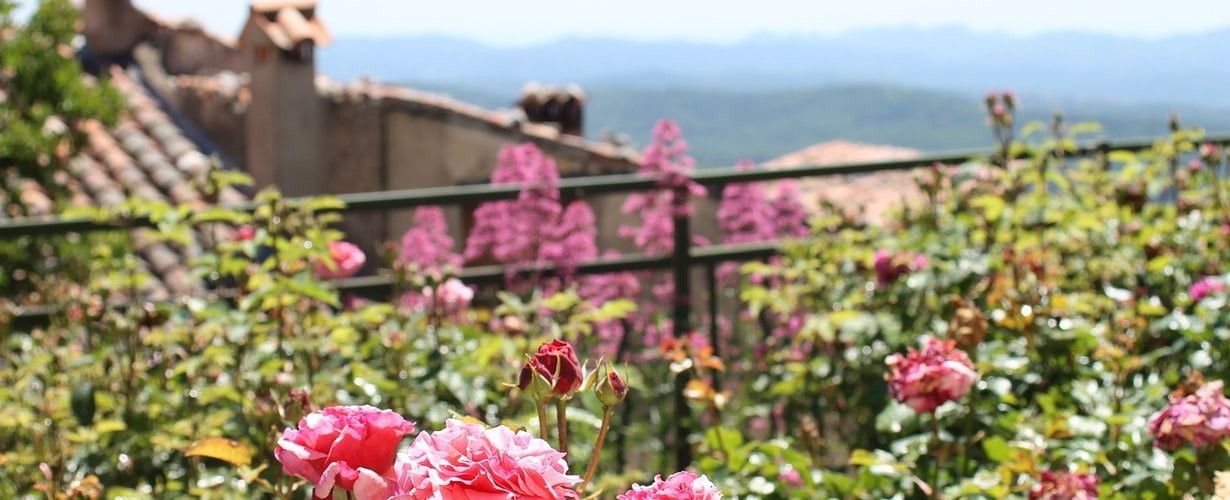 Jak stworzyć miejską dżunglę na balkonie?