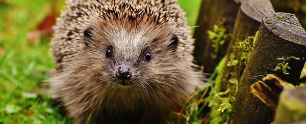 Ogród przyjazny zwierzętom i owadom — o czym warto pamiętać?